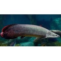 Арапайма - самая крупная аквариумная рыба.